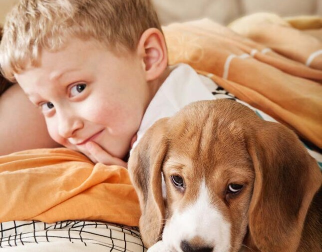 A boy and a beagle puppy lying on a bed, creating a cosy and playful atmosphere.