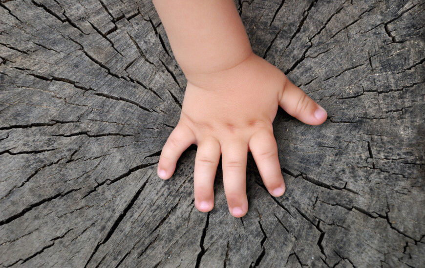 Eine Kinderhand auf einem alten Baumstumpf mit deutlich sichtbaren Jahresringen.