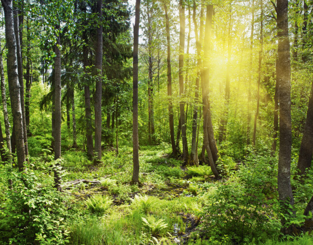 Sonnenstrahlen beleuchten einen grünen Wald mit dichtem Unterholz.