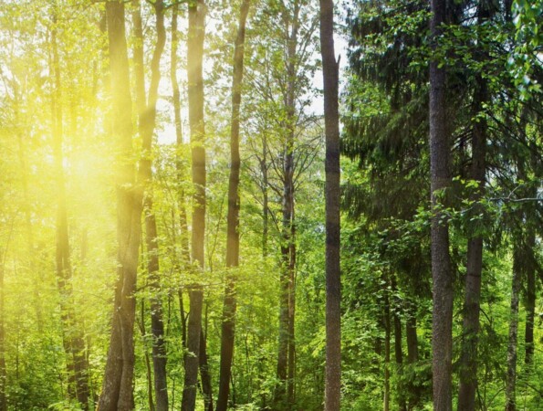 Ein sonnendurchfluteter Wald mit üppigem Grün und hohen Bäumen.