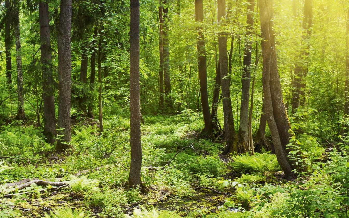 Sonnenstrahlen durchfluten einen grünen Wald, der mit üppigem Unterholz bedeckt ist.