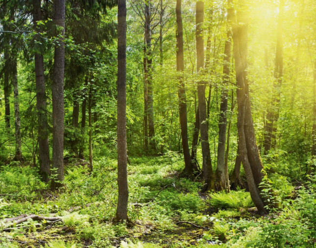Sonnenstrahlen durchfluten einen grünen Wald, der mit üppigem Unterholz bedeckt ist.