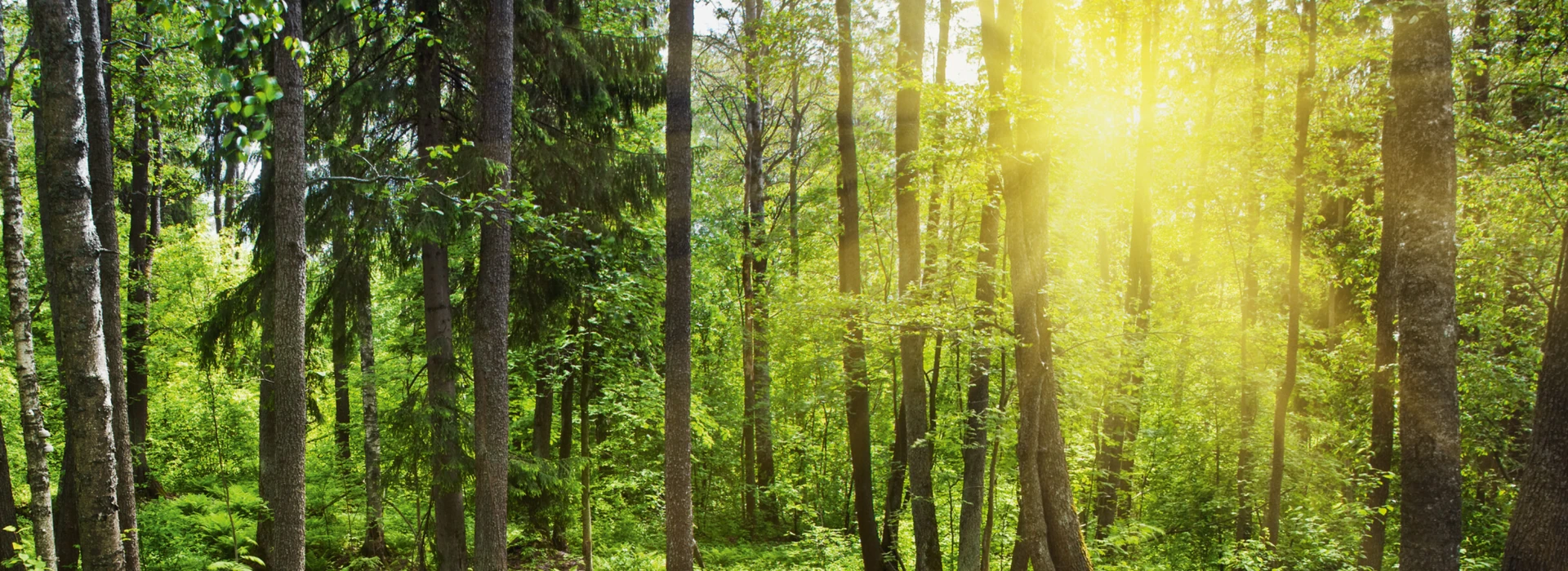 Sonnenstrahlen beleuchten einen grünen Wald mit dichtem Unterholz.