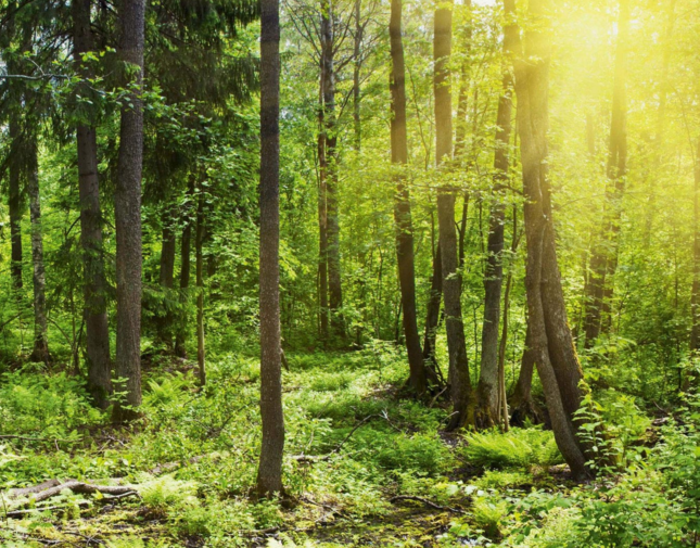 Sonnenstrahlen durchfluten einen grünen Wald, der mit üppigem Unterholz bedeckt ist.