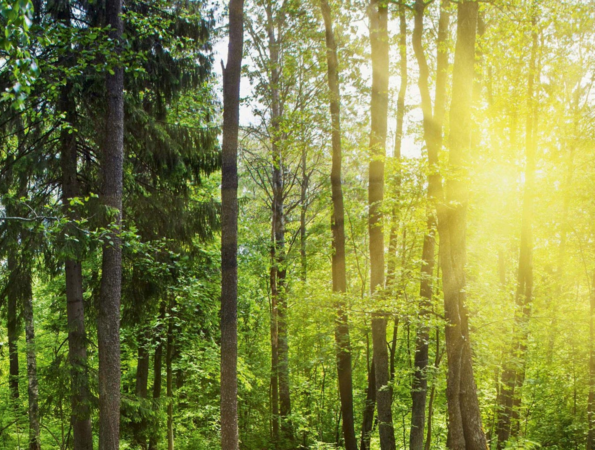 Sonnenstrahlen durchfluten einen grünen Wald, der mit üppigem Unterholz bedeckt ist.