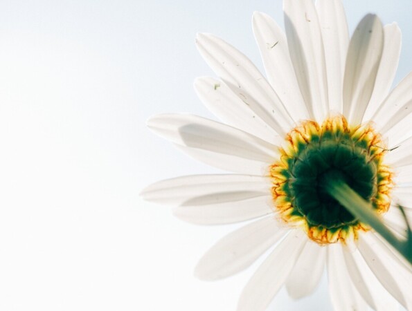 Close-up of a white daisy against a light background.